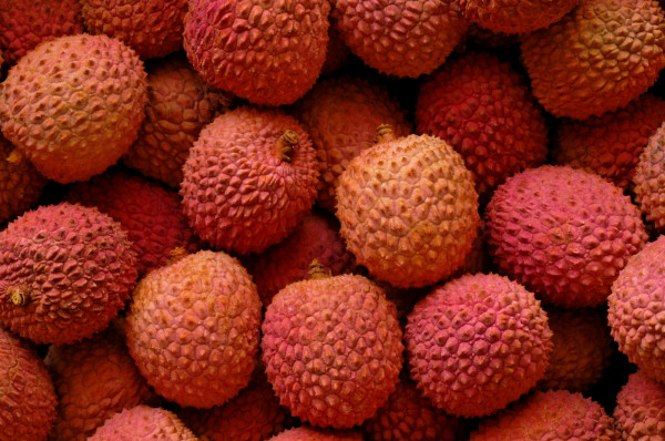 Litchis branchés