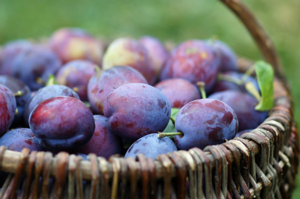 PRUNE ROUGE