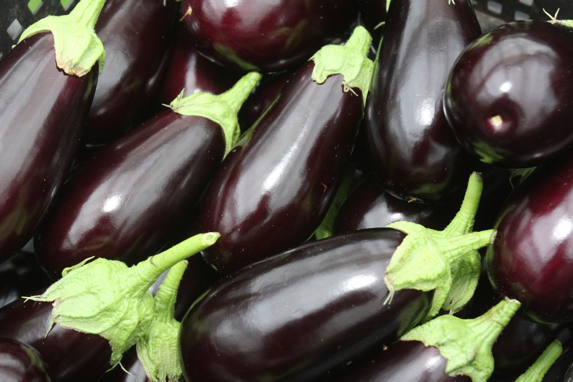 Aubergine