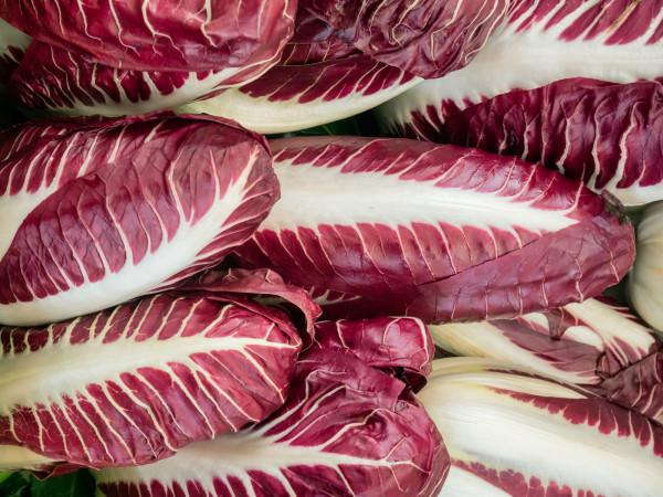 Endive Rouge