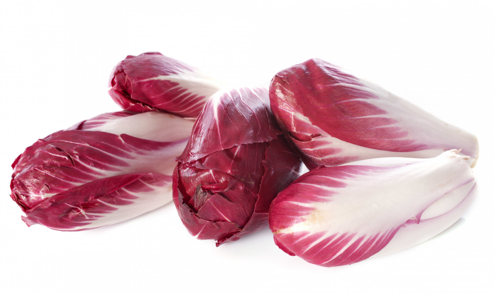 Endive Rouge