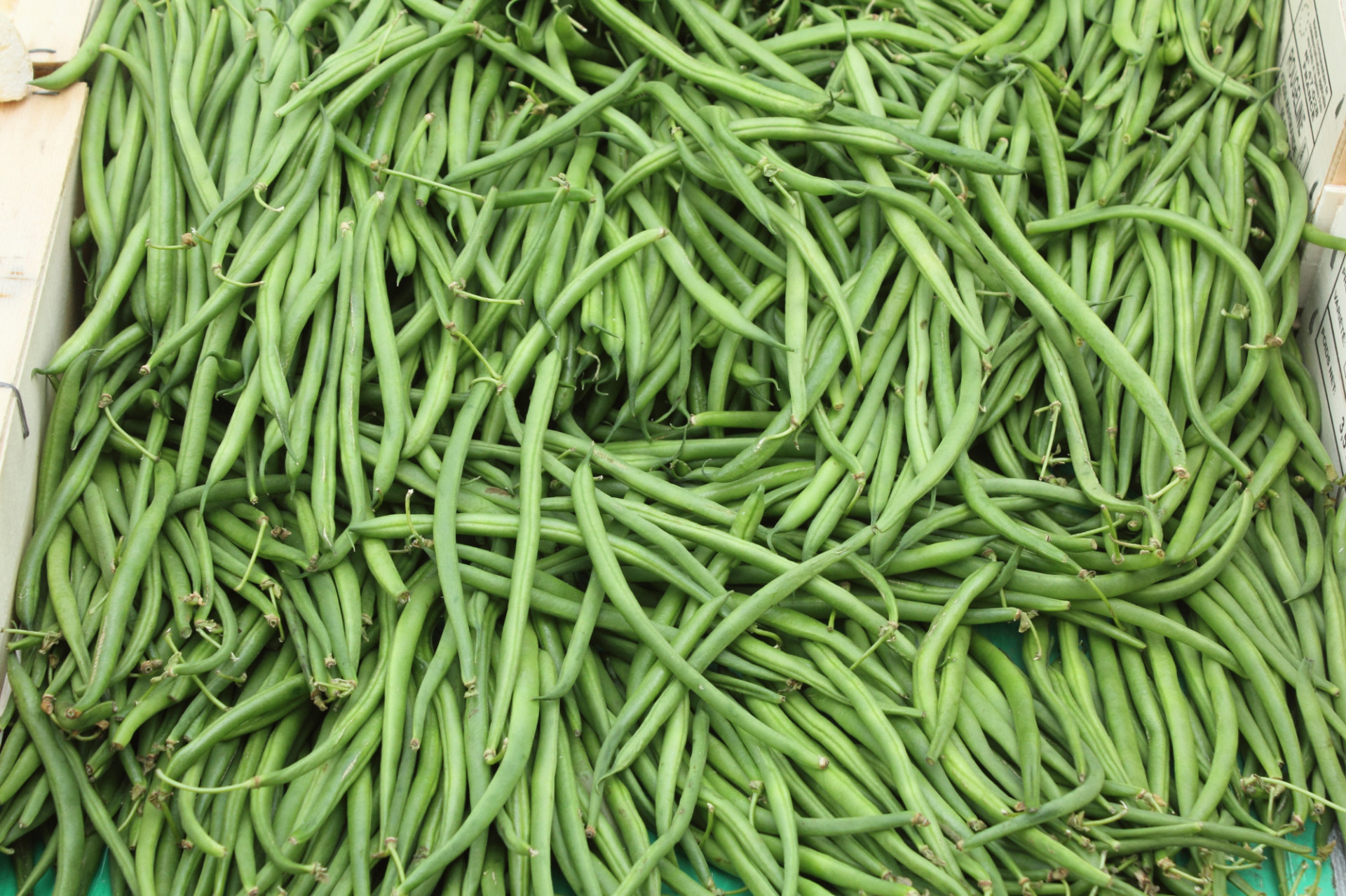 Haricot Vert Extra-Fin