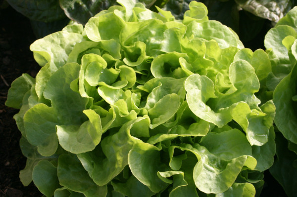 Salade Feuille de Chêne Verte