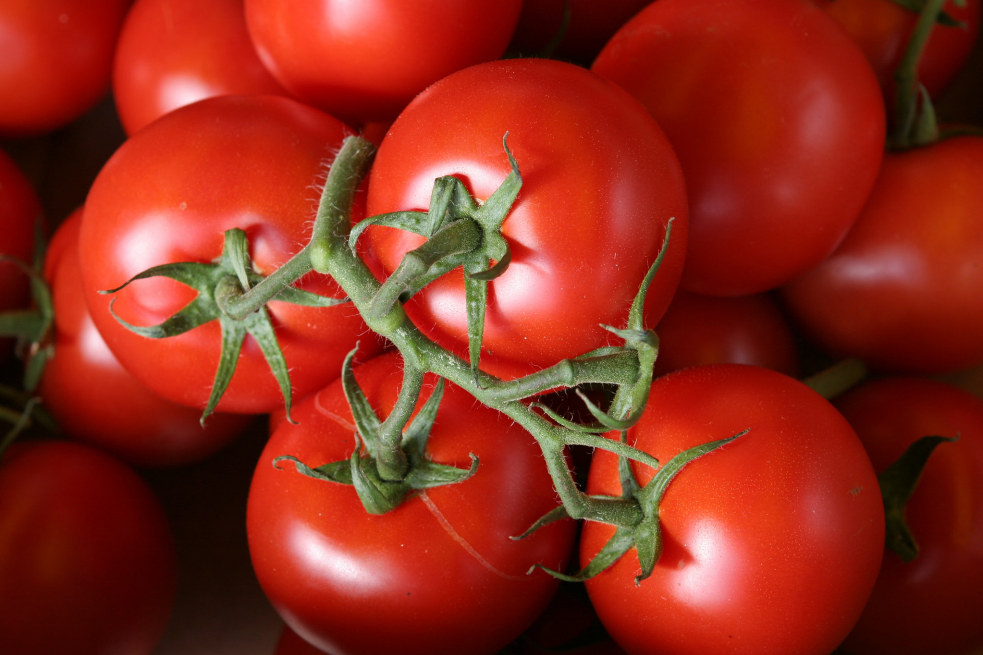 Tomate Ronde Extra en Grappe