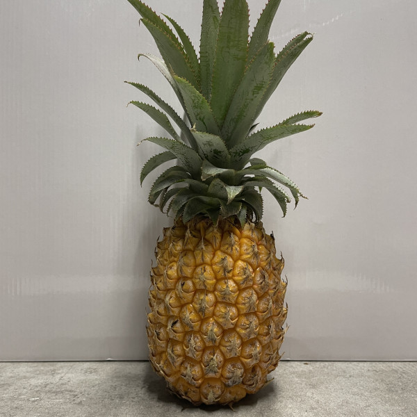 Ananas Victoria